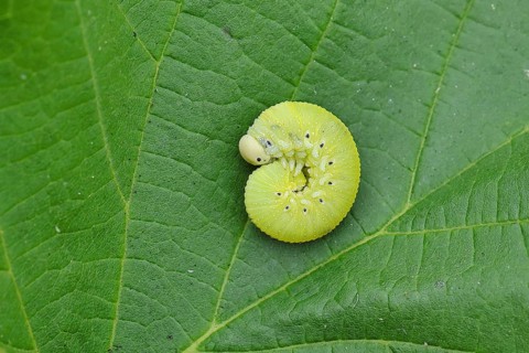 Birch Sawfly, Birch Button Hornworm Wasp (Cimbex femoratus), Birch Sawfly (Symphyta), Birch Button