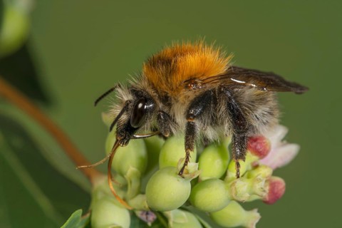A field bumblebee (Bombus pascuorum) with orange back on a green flower bud of edelgamander,