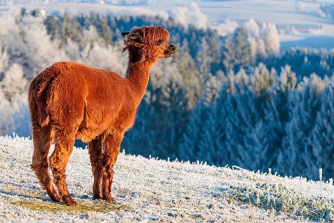 A brown alpaca (Vicugna pacos) stands in the early morning light on a frozen meadow in hilly