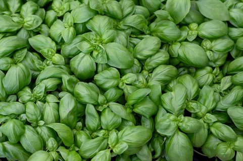 Basil (Ocimum basilicum), Bavaria, Germany
