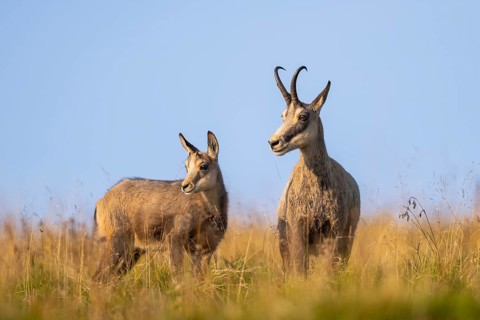 Chamois (Rupicapra rupicapra) mother with her youngster on a meadow in the Vosges Mountains,