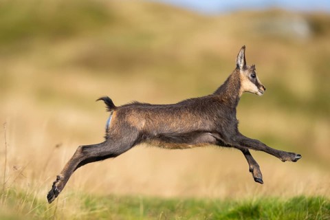 Chamois (Rupicapra rupicapra) youngster on a meadow in the Vosges Mountains, wildlife, France