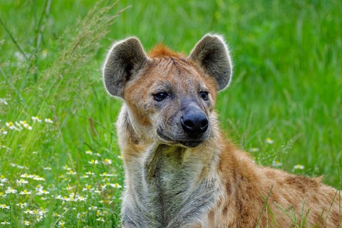 Animal portrait, spotted hyena (Crocuta crocuta), attentive, captive, distribution sub-Saharan