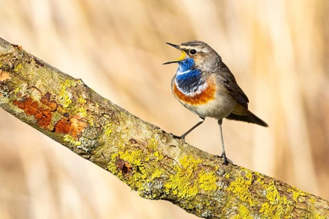 Bluethroat (Luscinia svecica cyanecula) ml Germany