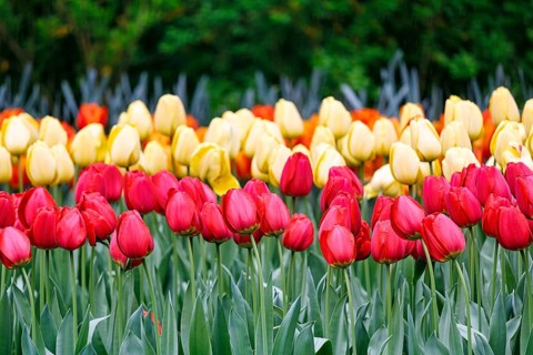 Red and yellow tulips (Tulipa), colourful tulip bed, Keukenhof gardens, Lisse, Bollenstreek, South