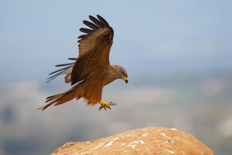 Black Kite (Milvus migrans) landing on a rock, Spain
