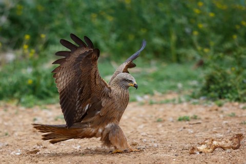 Black Kite (Milvus migrans) landing, Spain