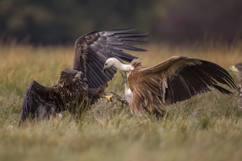 White-tailed Eagle & Griffon Vulture (Haliaeetus albicilla & Gyps fulvus) wrangling, Poland