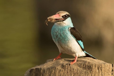 Blue-breasted Kingfisher (Halcyon malimbica), Gambia