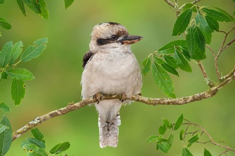 Laughing Kookaburra (Dacelo novaeguineae), Victoria, Australia