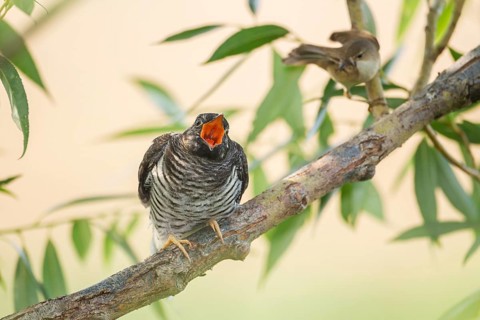 Common Cuckoo (Cuculus canorus) juvenile begging near the nest of an Eurasian Reed Warbler,