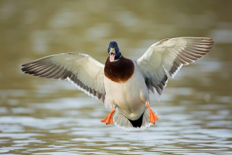 Männliche Stockente im Flug