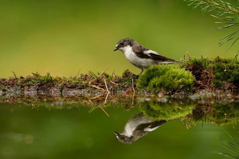 European Pied Flycatcher (Ficedula hypoleuca) male, Utrecht, Netherlands