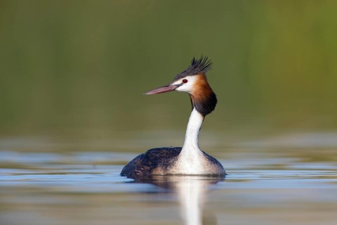 Australasian Crested Grebe (Podiceps cristatus australis), Victoria, Australia