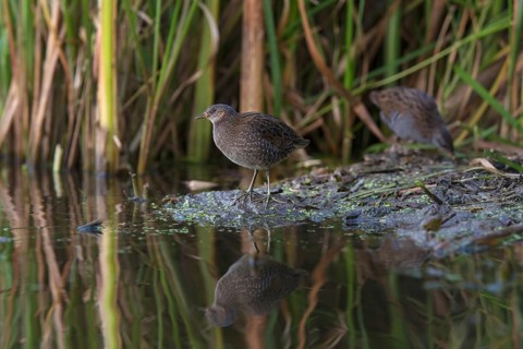 Spotted Crake & Water Rail (Porzana porzana & Rallus aquaticus) foraging, Saxony, Germany