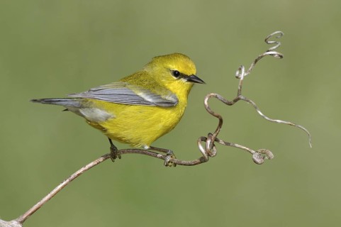 Blue-winged Warbler (Vermivora cyanoptera), Texas, USA