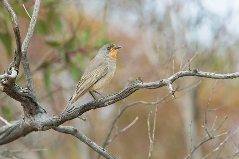 Red-lored Whistler (Pachycephala rufogularis) male perched on a branch, Victoria, Australia