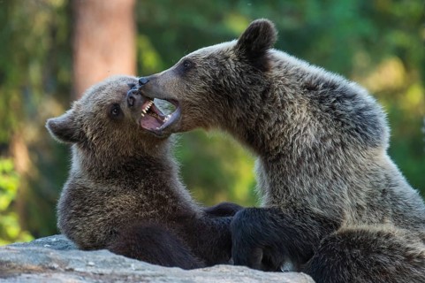 Eurasian Brown Bear (Ursus arctos) two fighting in forest, Finland