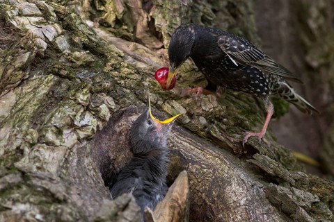 Common Starling (Sturnus vulgaris) feeding chick in nest with a cherry, Hungary