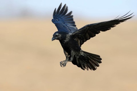 Northern Raven (Corvus corax) landing, Mecklenburg-Western Pomerania, Germany
