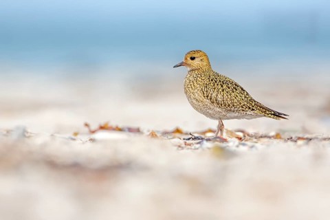 European Golden Plover (Pluvialis apricaria), Schleswig-Holstein, Germany