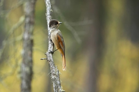 Siberian Jay (Perisoreus infaustus sibericus) perched on a branch, Toew Aimag, Mongolia