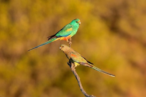 Mulga Parrot (Psephotellus varius) pair perched on a branch, South Australia, Australia