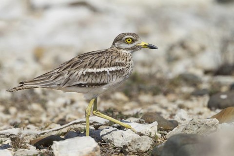 Eurasian Stone-curlew (Burhinus oedicnemus), Cyprus
