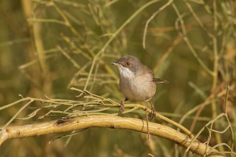 Sardinian Warbler (Sylvia melanocephala) female, Morocco