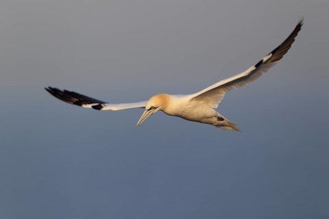 Basstölpel; lat. Sula bassana; im Flug von der Seite im Morgenlicht am Lummenfelsen; Nordsee;