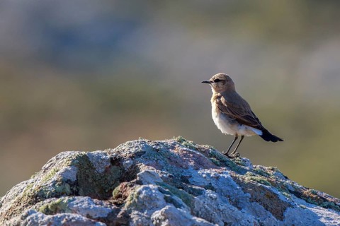 Isabelline Wheatear (Oenanthe isabellina) perched on a rock, Greece