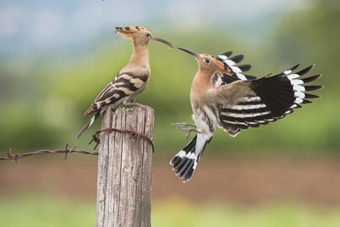 Eurasian Hoopoe (Upupa epops) feeding in flight, Aosta Valley, Italy