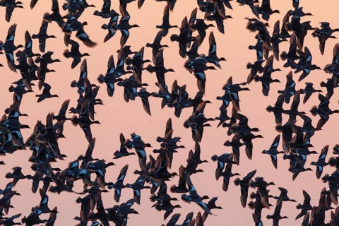 Eurasian Wigeon (Mareca penelope) large group in flight, Netherlands