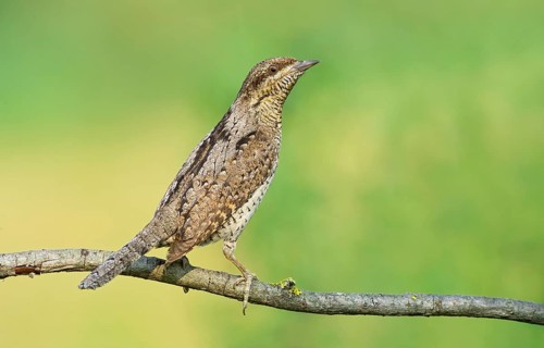 Eurasian Wryneck (Jynx torquilla) perched on a branch, Aosta Valley, Italy
