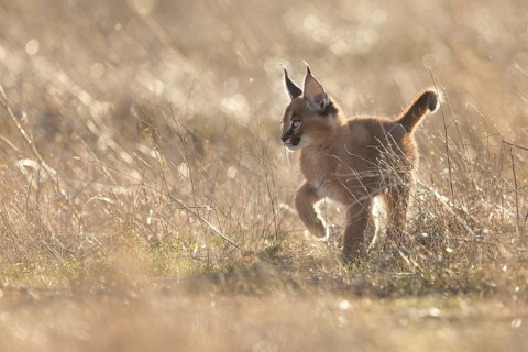 Caracal (Caracal caracal) cub walking in backlight, Castile-La Mancha, Spain