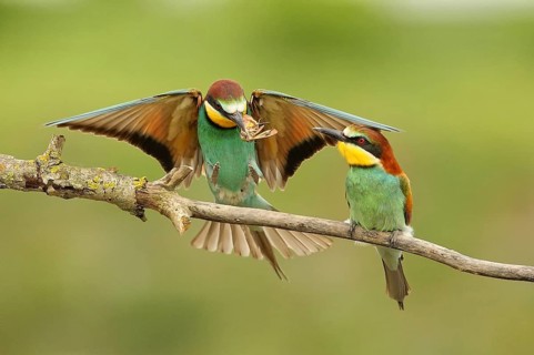 European Bee-eater (Merops apiaster) pair displaying, Piedmont, Italy