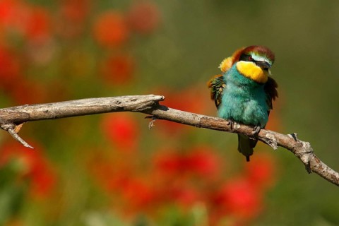 European Bee-eater (Merops apiaster), Piedmont, Italy