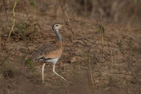 White-bellied Bustard (Eupodotis senegalensis) female, Senegal
