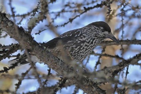 Spotted Nutcracker (Nucifraga caryocatactes), Grisons, Switzerland