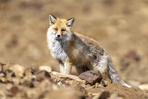 Tibetan red fox (Vulpes vulpes montana), Himalayas, Spitital, Kaza, Himachal Pradesh, India