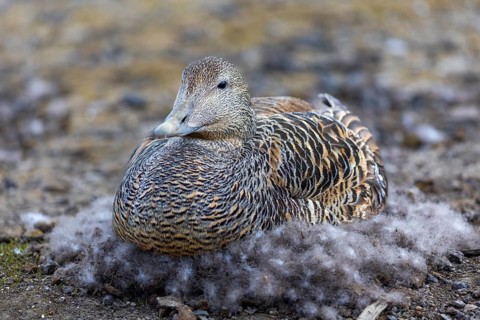 Eider duck (Somateria mollissima), hen brooding on the nest, duck birds (Anatidae), Aventdalen,