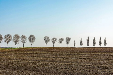 A long row of bare trees stands against a backdrop of a freshly tilled field in rural France. The