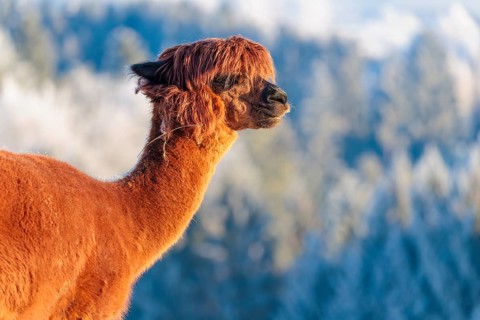 A brown alpaca (Vicugna pacos) stands in the early morning light on a frozen meadow in hilly