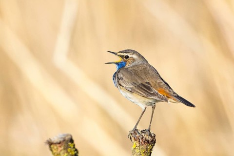 Bluethroat (Luscinia svecica cyanecula) ml Germany