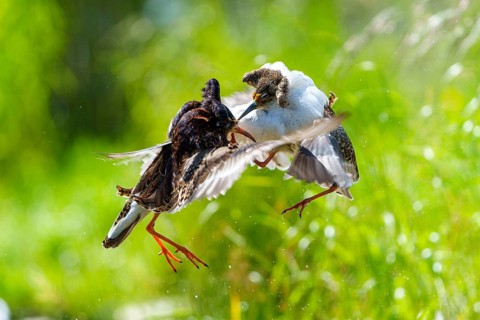 Two ruffs fighting in the air, wings spread, dynamic scene in green surroundings, ruff (Calidris