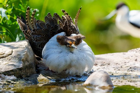 A bird lies close to the water, surrounded by stones and grass in a quiet environment, ruff