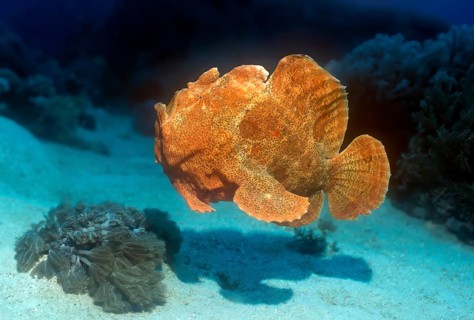 Giant frogfish (Antennarius commersoni) Giant frogfish Lurking hunter orange colour morph colour
