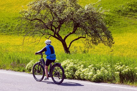 Spring meadow with yellow flowers and fruit tree with cyclist. Oberrot, Baden-Württemberg, Germany