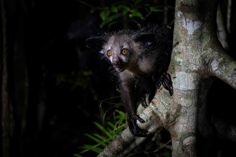 Pinniped (Daubentonia madagascariensis) in the lowland rainforests of eastern Madagascar