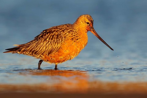 Bar-tailed Godwit (Limosa lapponica) feeding along a river in Nome, Alaska
